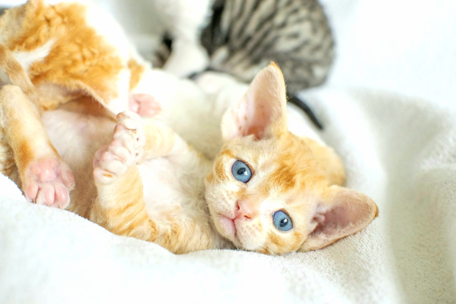 Девон рекс котенок