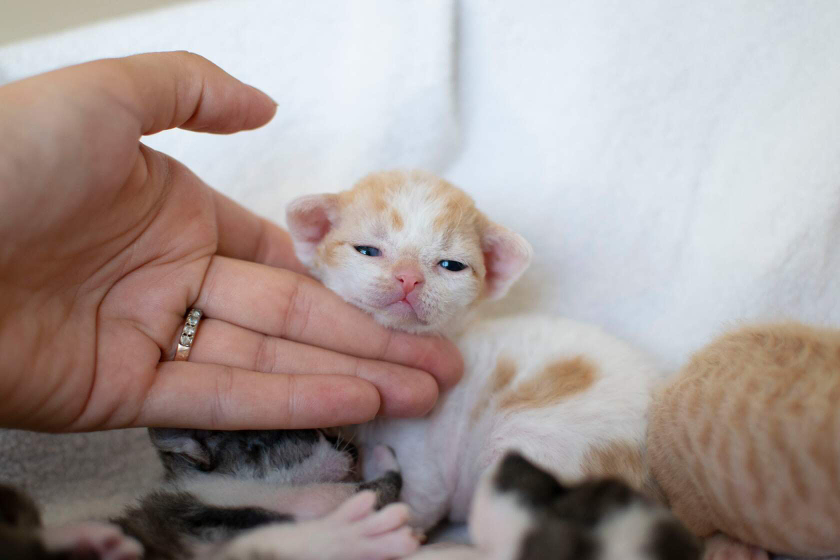 Купить котенка девон рекс La Suerte