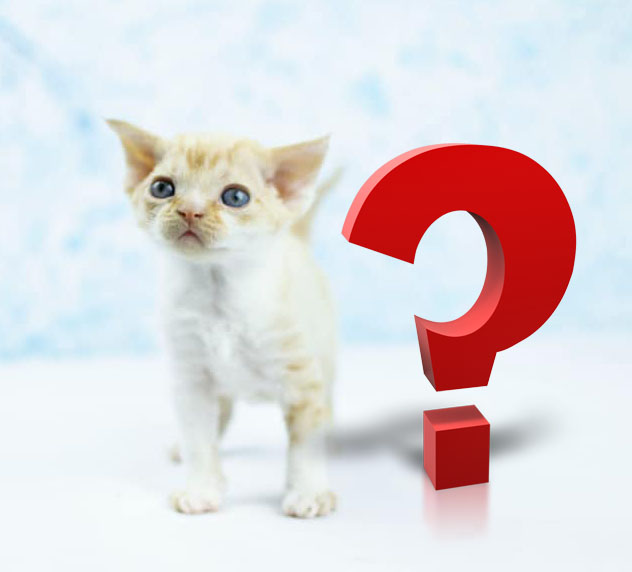 как выбрать девон рекс