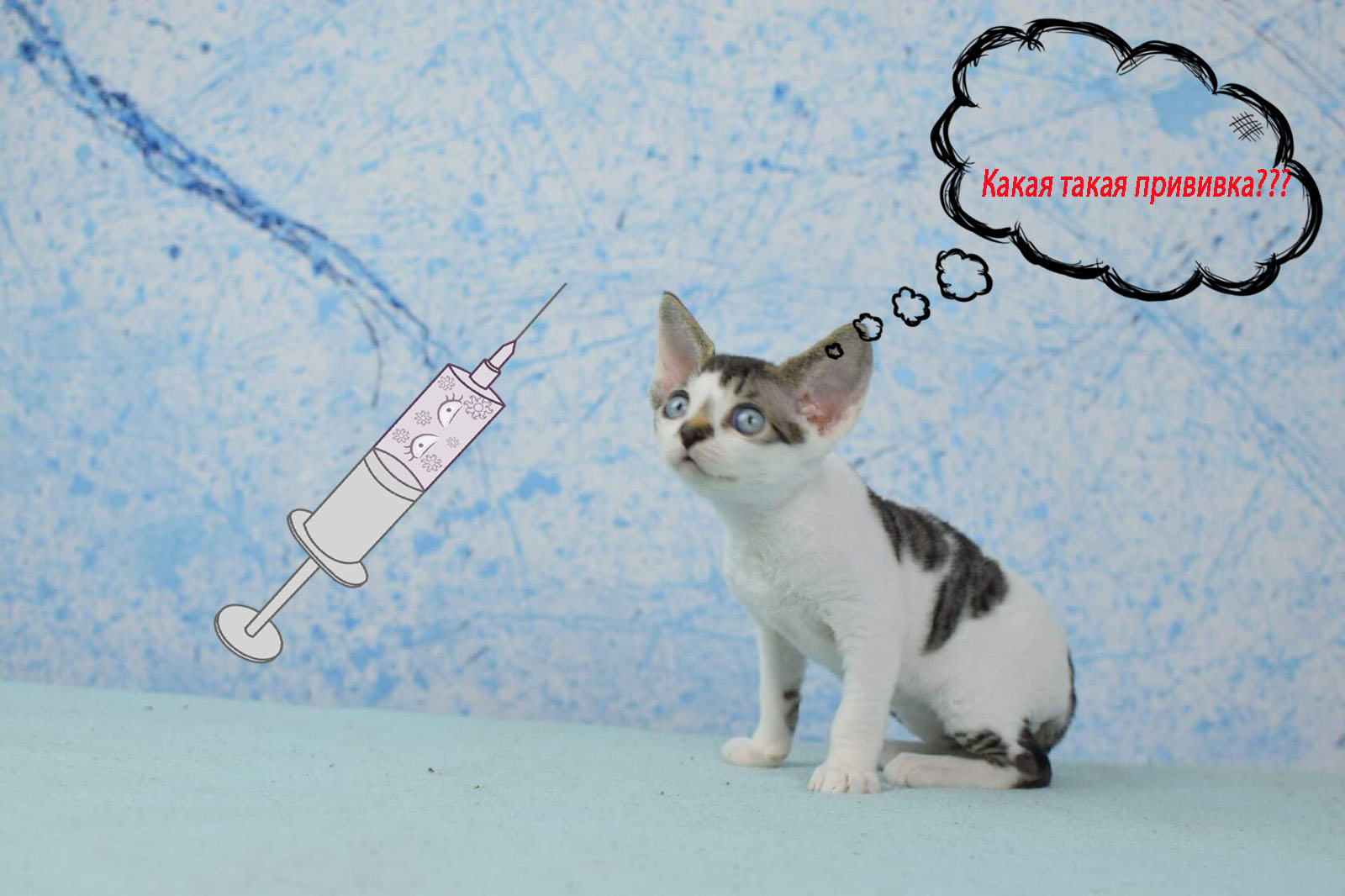 Девон рекс вакцинация